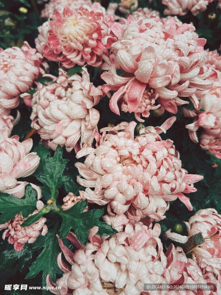 菊花
