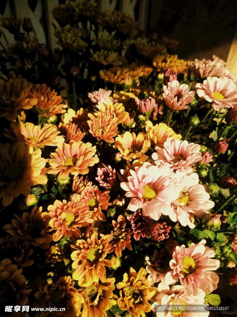 菊花