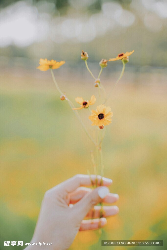 菊花