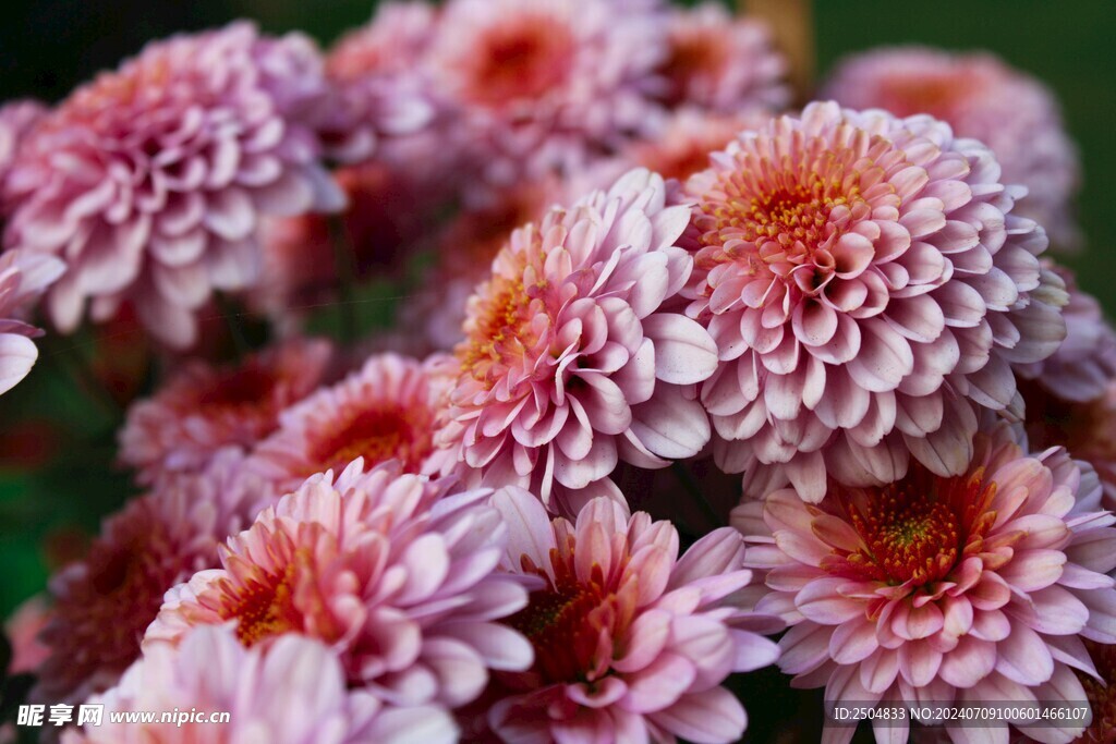 菊花
