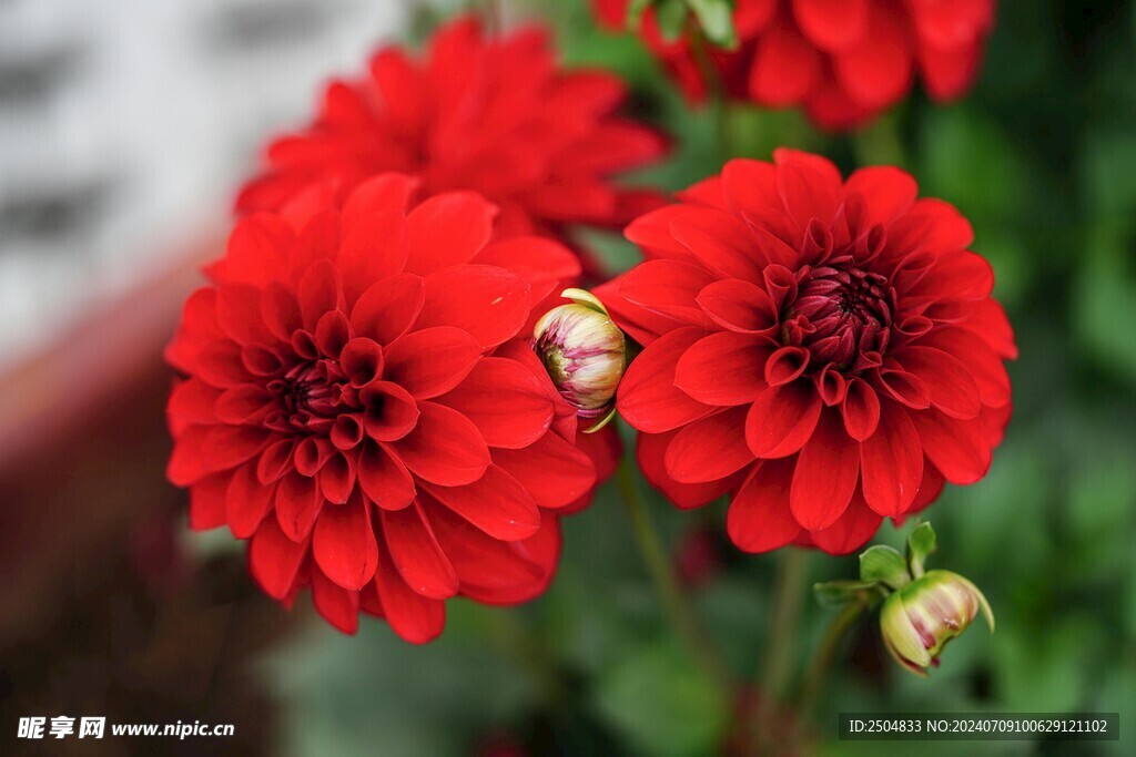 菊花