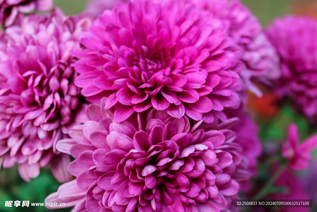 菊花