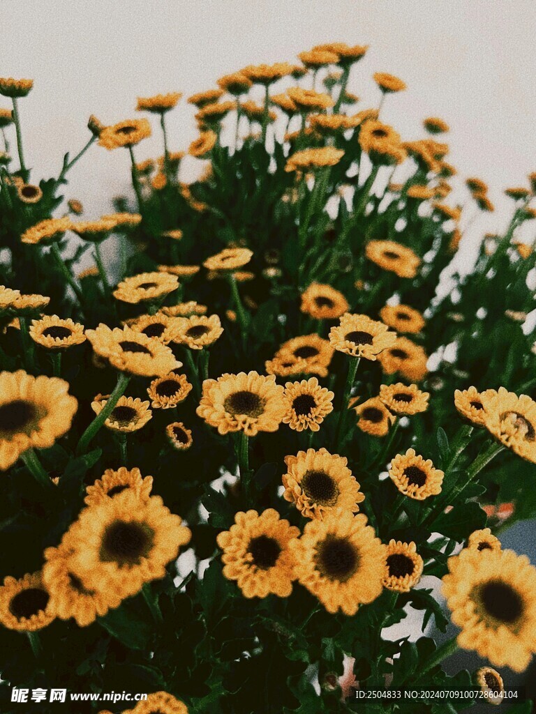 菊花