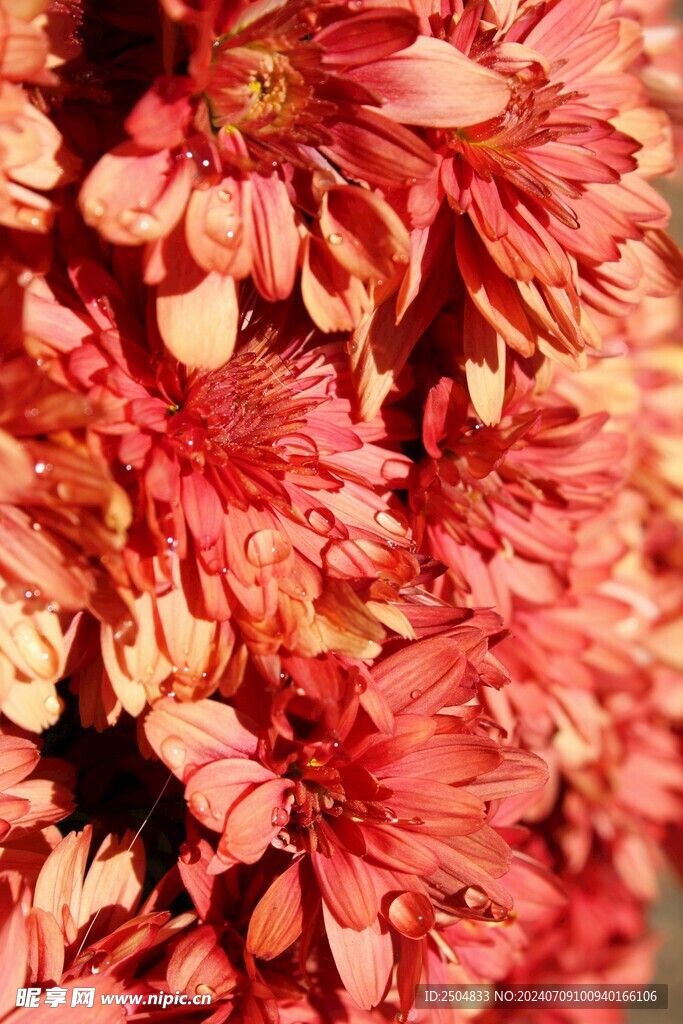 菊花