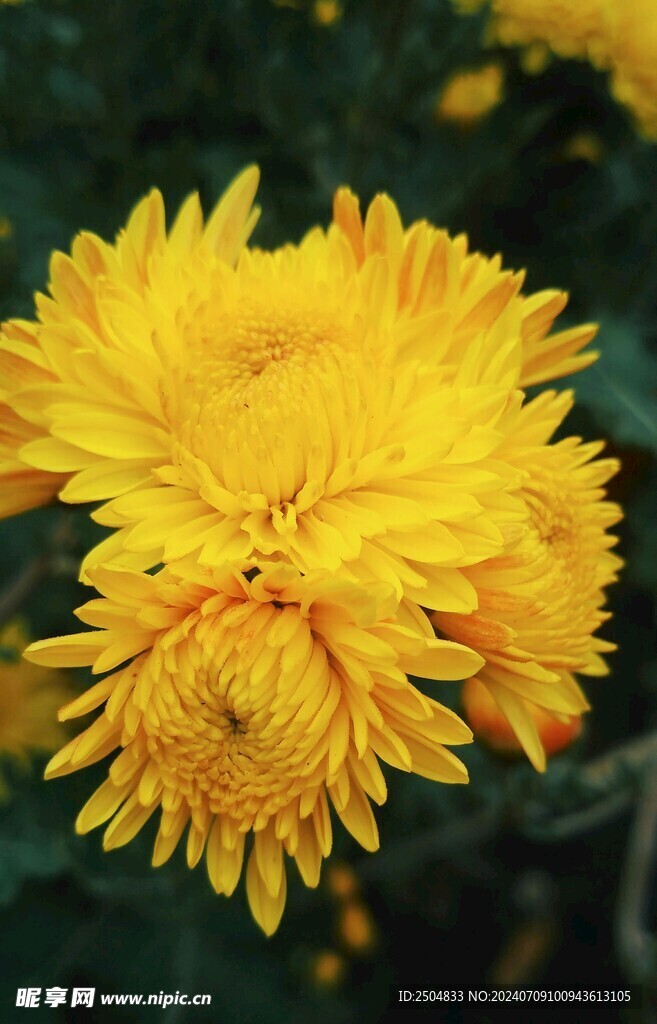 菊花