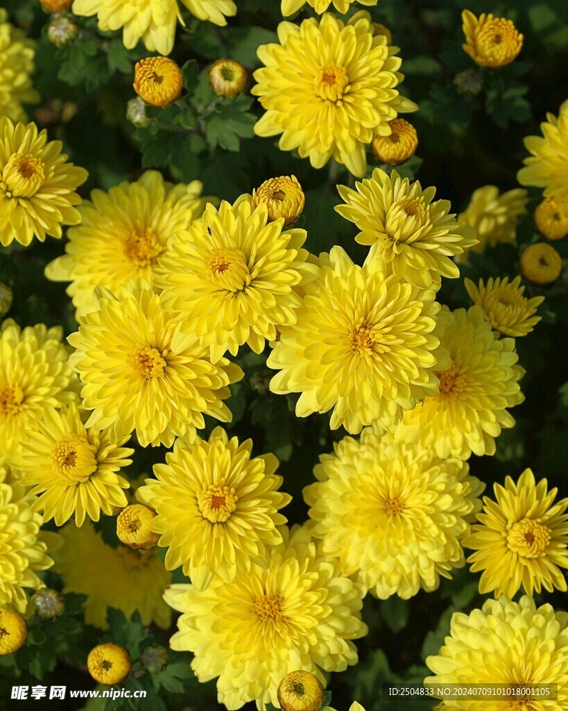 菊花