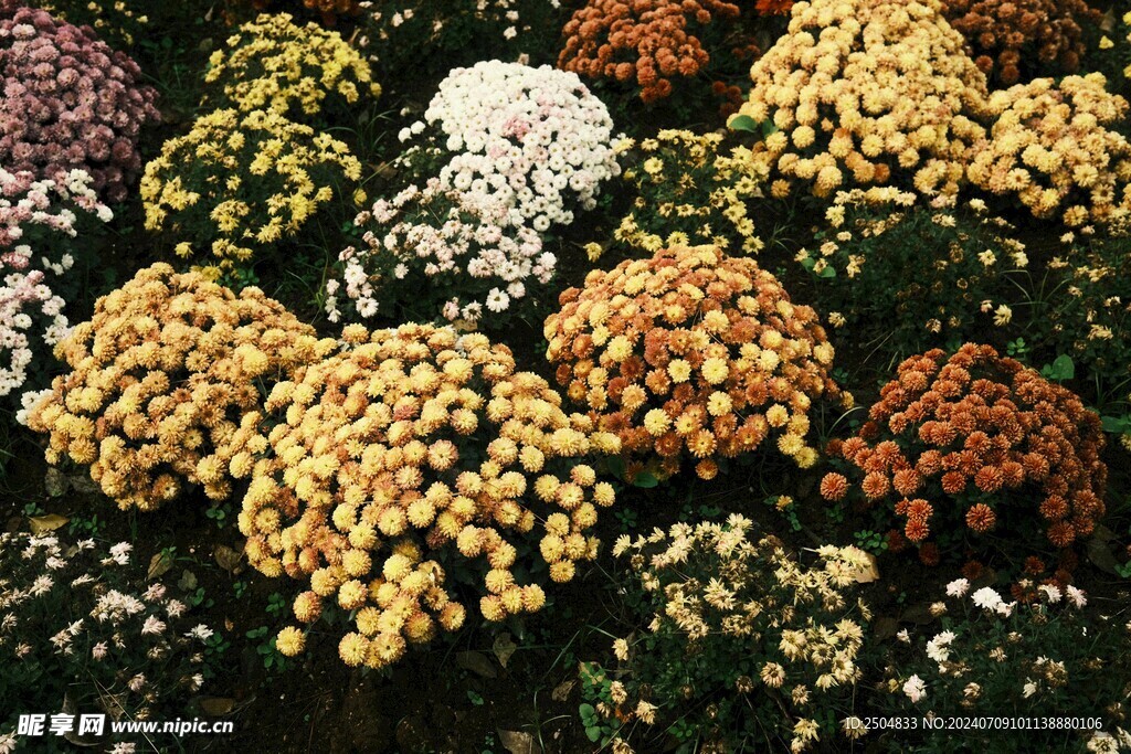 菊花