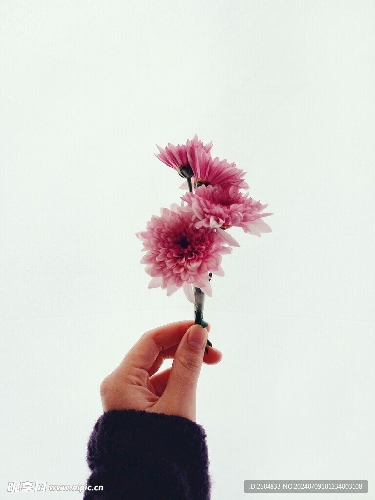 菊花