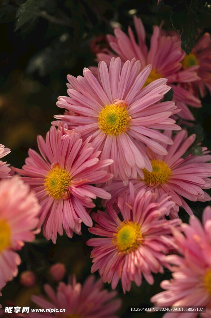 菊花