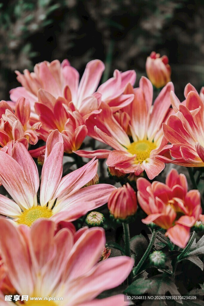 菊花