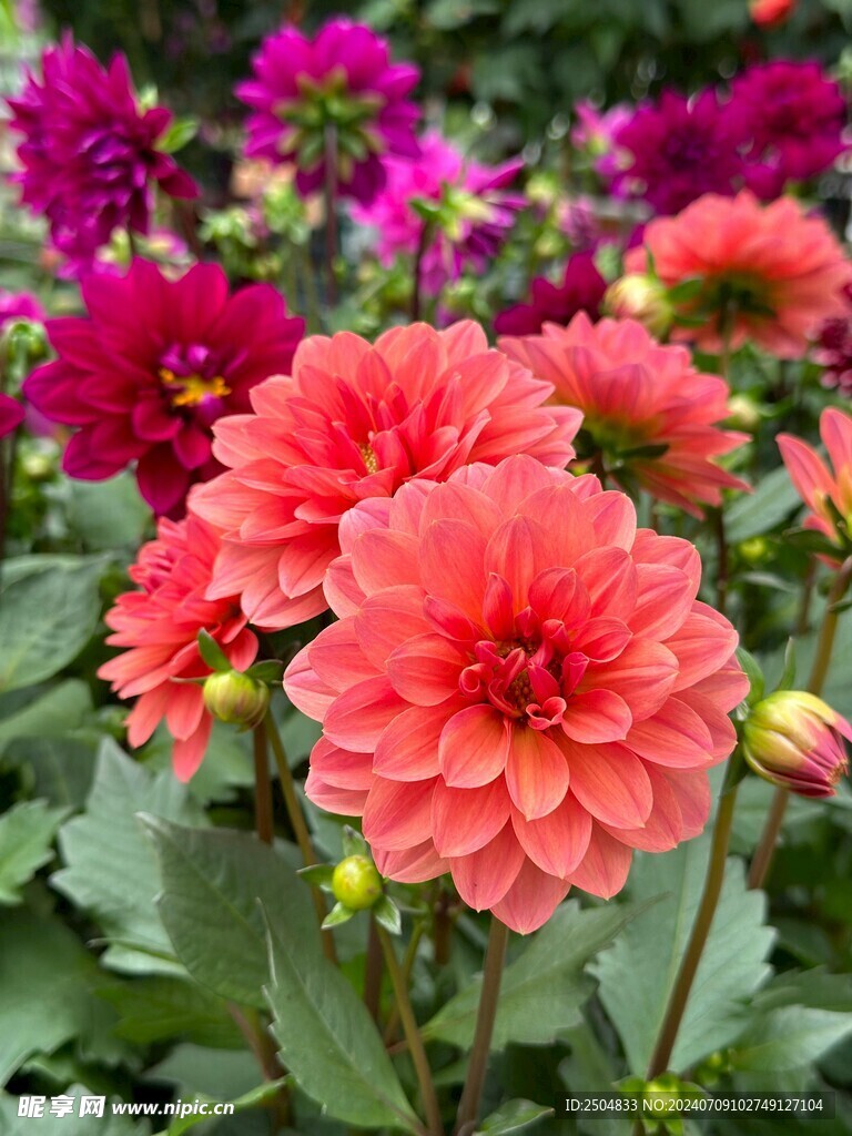 菊花