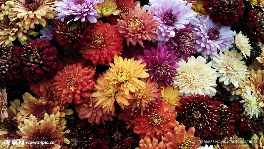 菊花