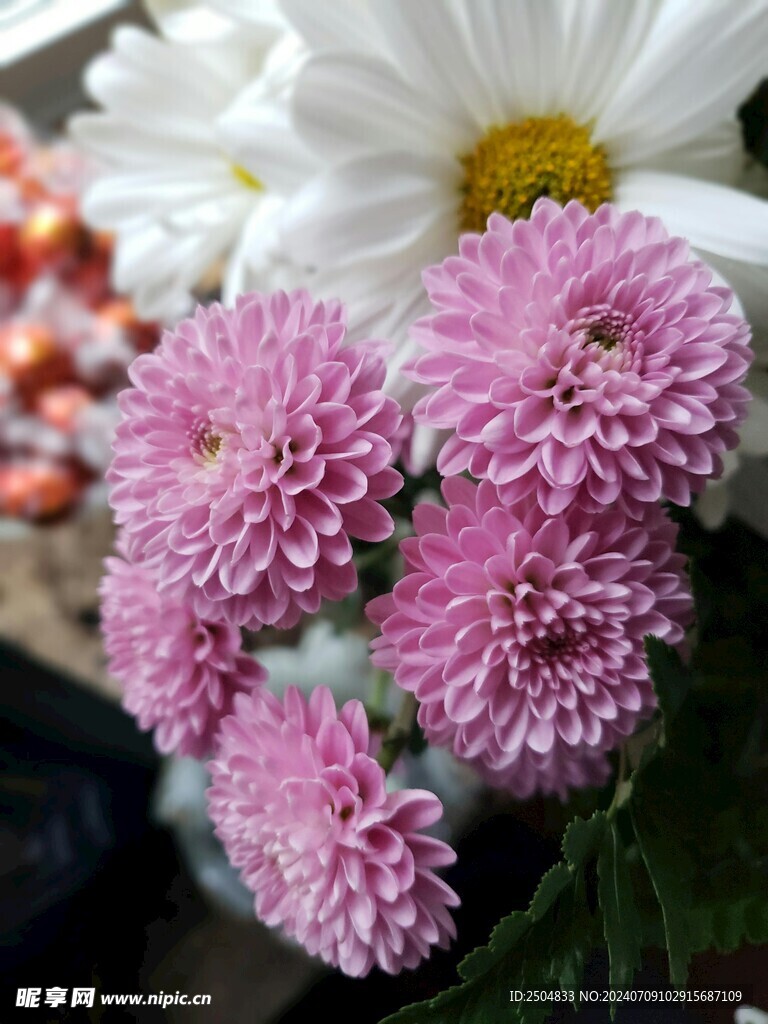 菊花