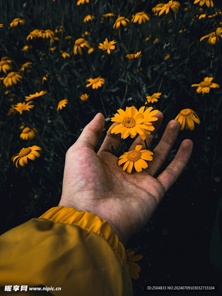 菊花
