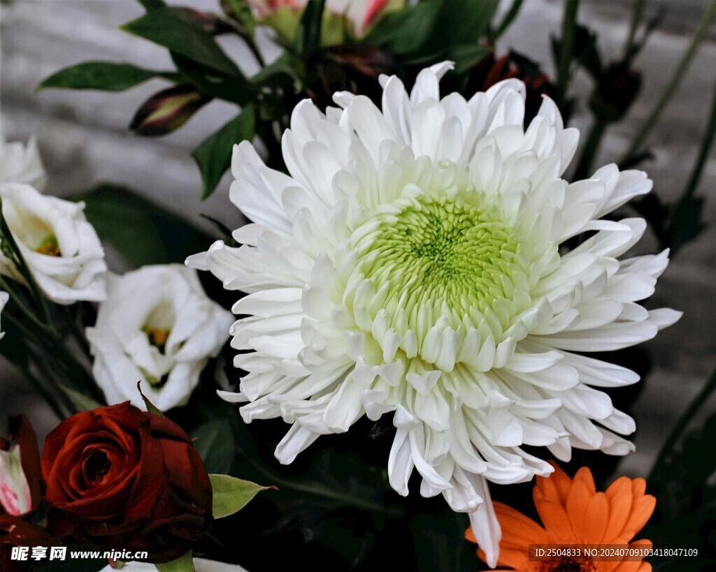 菊花