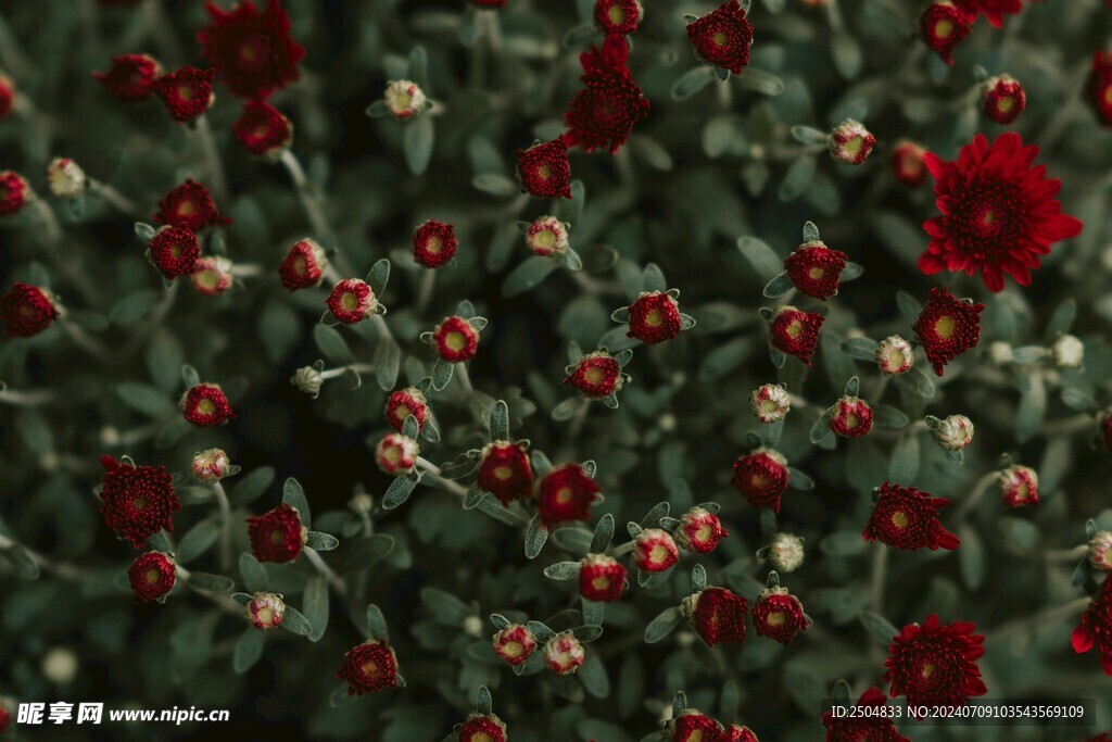菊花