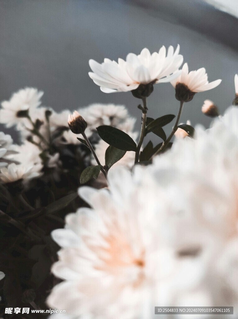 菊花