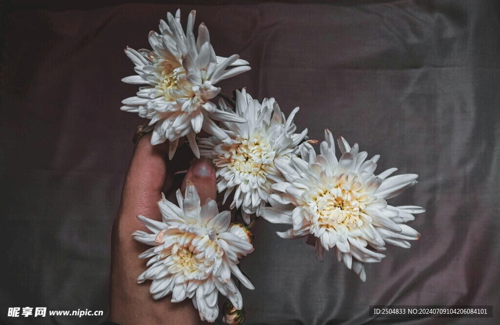 菊花