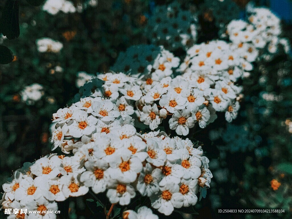 菊花