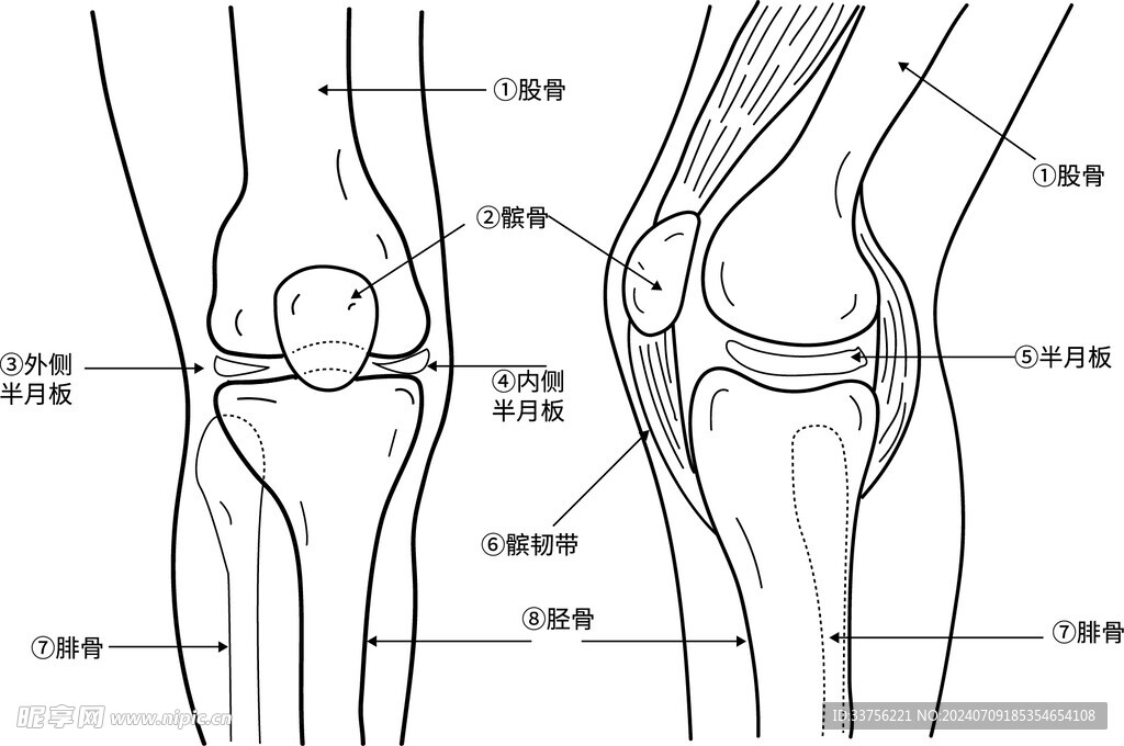 腿部关节