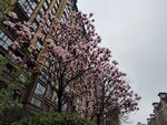 桃花灼灼