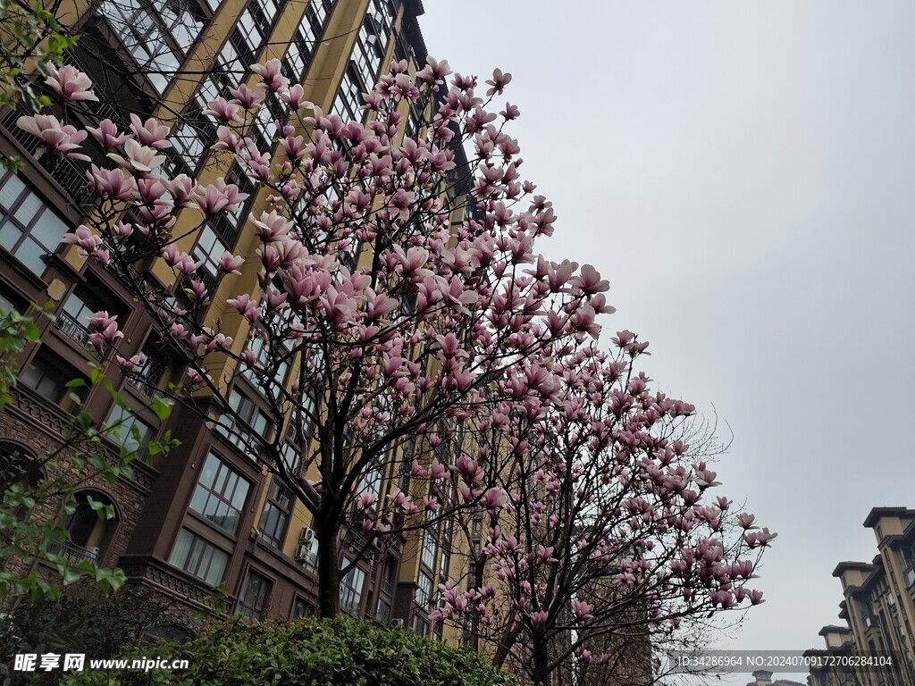 桃花灼灼