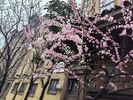 桃花灼灼