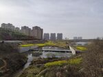 油菜花