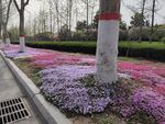 小花花