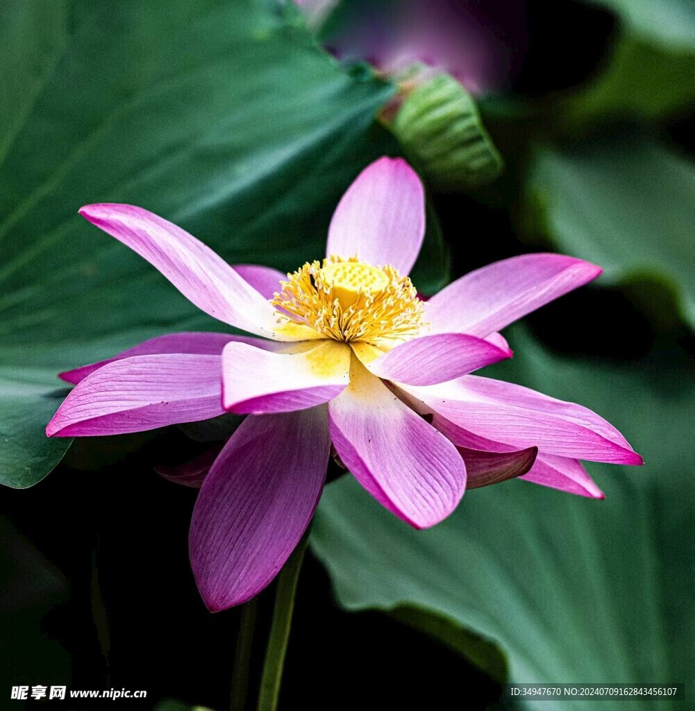 荷花