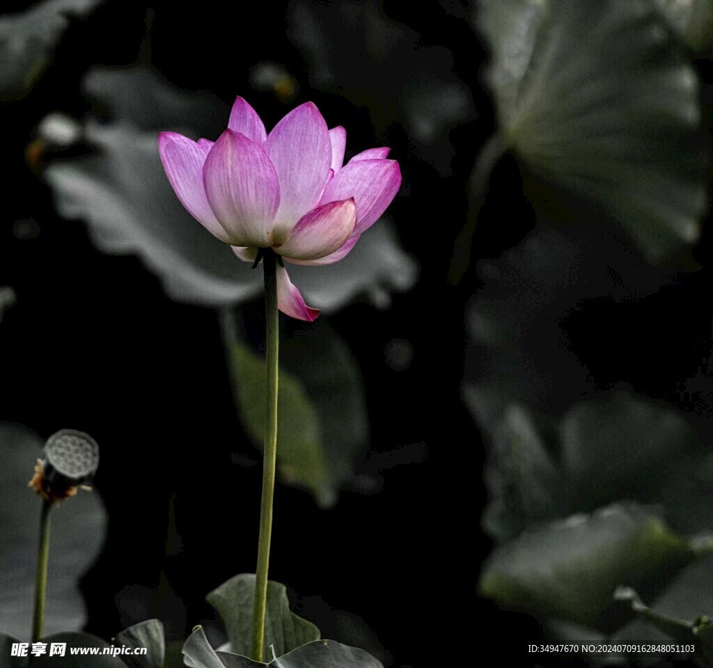 荷花
