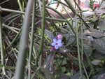 紫色小花