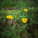 小雏菊