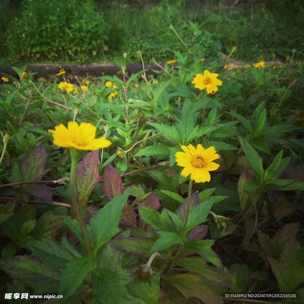 小雏菊