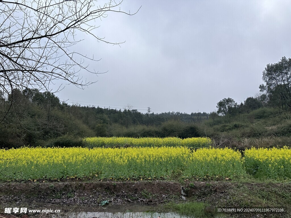 油菜花