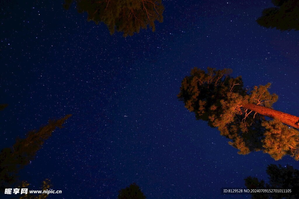 夜晚的森林