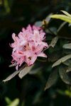 斑竹花
