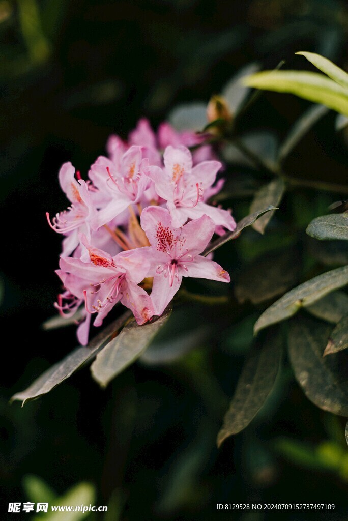 斑竹花