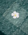 水中的花瓣