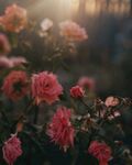 午后的花朵