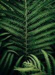 热带植物