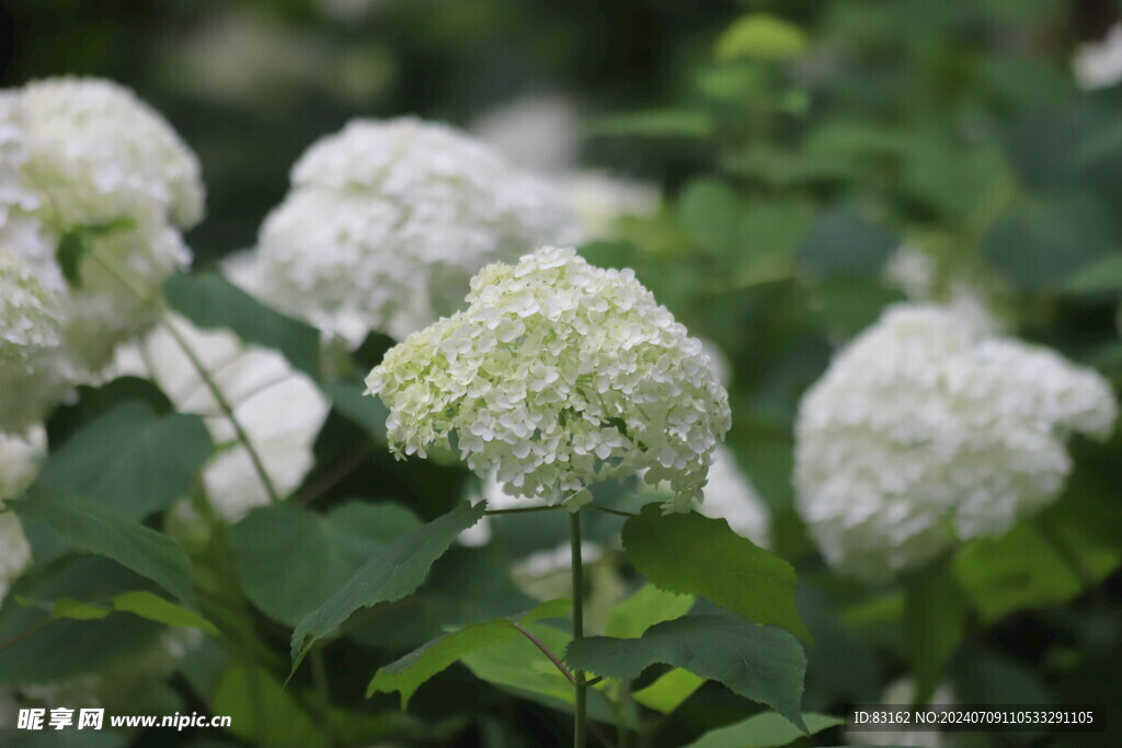 绣球花