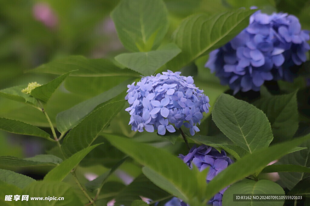 紫色绣绣花