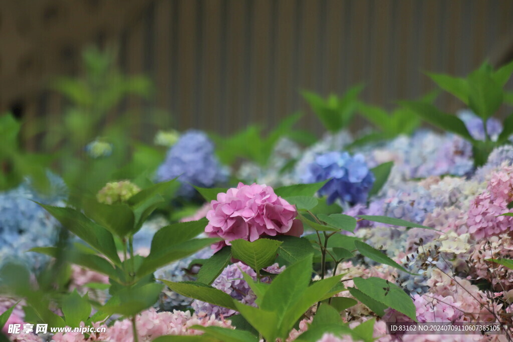 大片绣球花