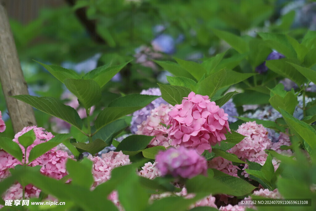 花朵