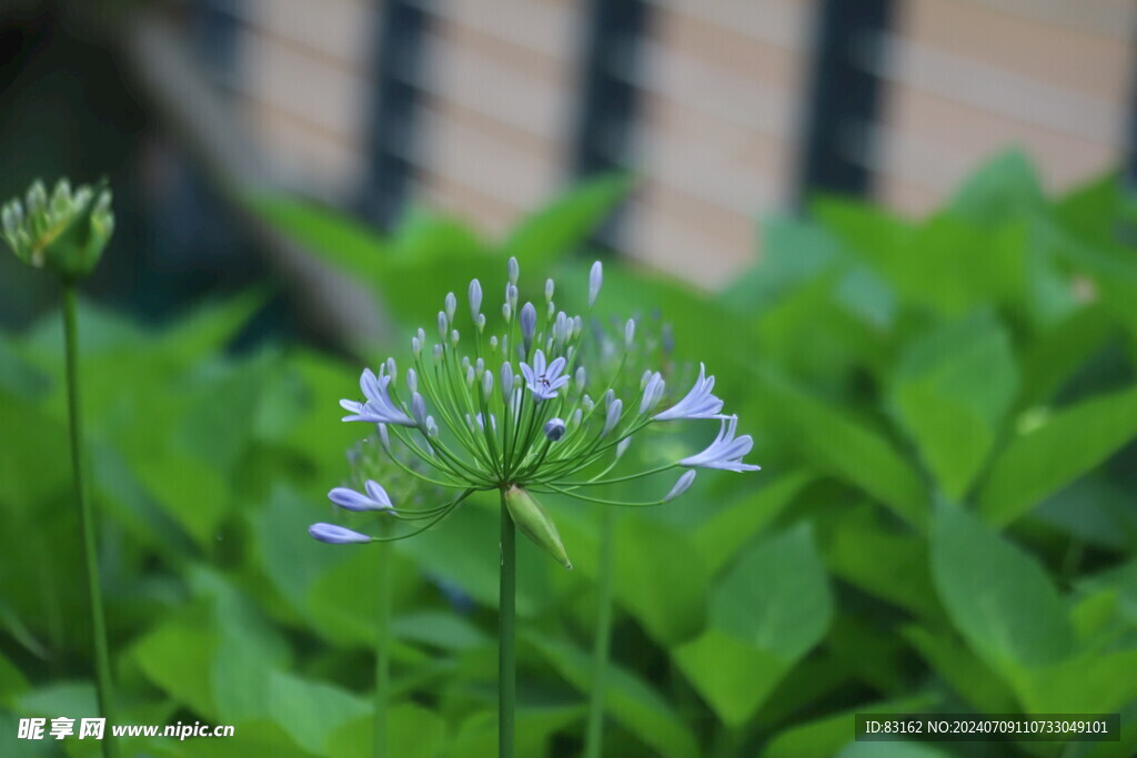 万花丛中