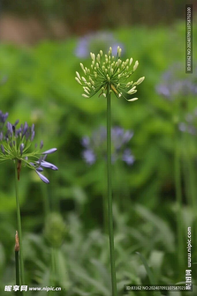 一枝花