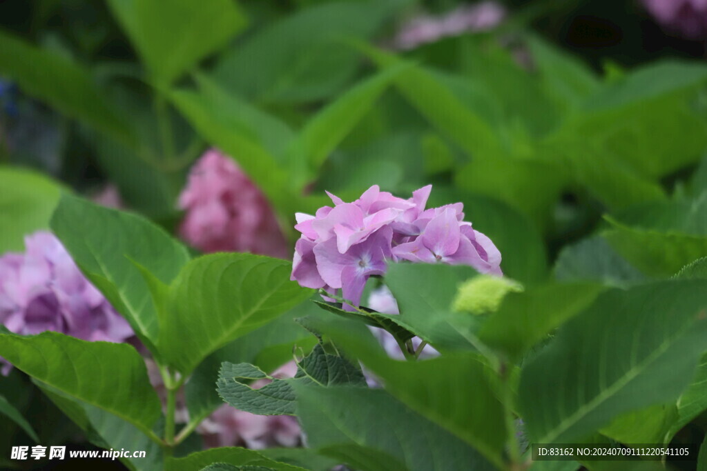 粉色绣球花