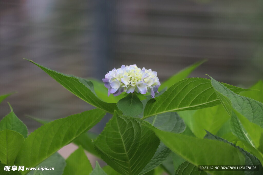 一朵白花