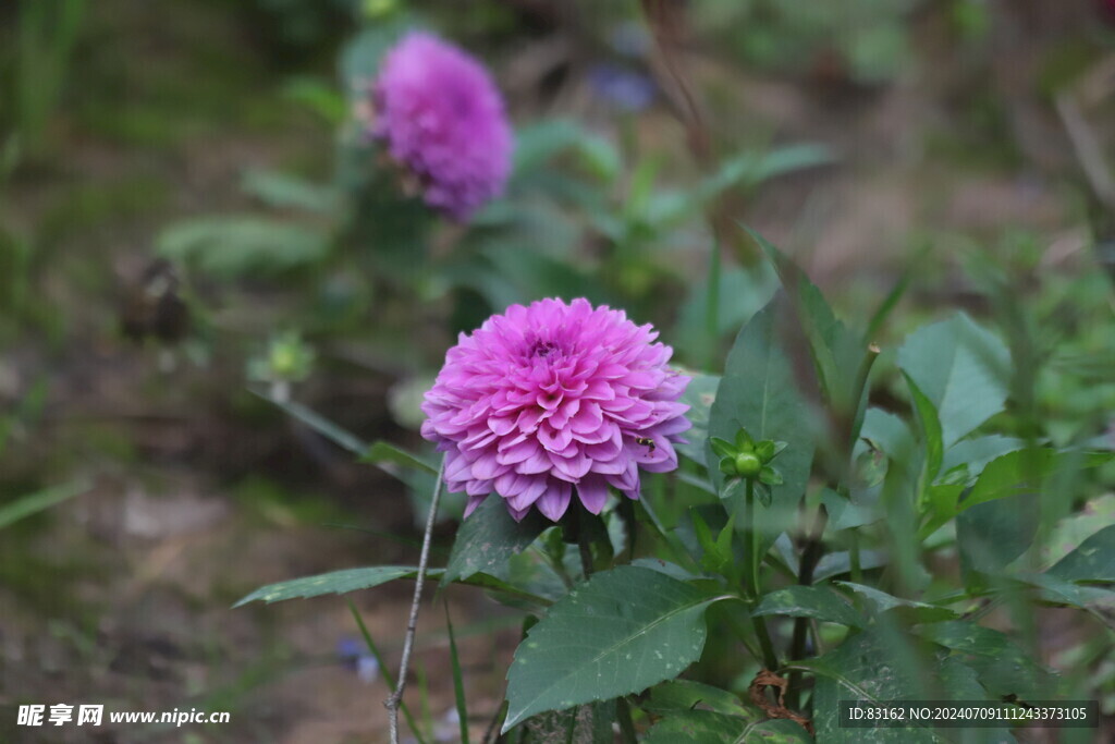 大丽花